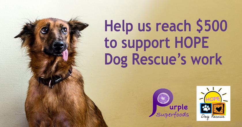 Help us reach $500 to support HOPE Dog Rescue's work